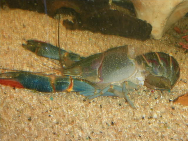 Cherax quadricarinatus IMGP2016