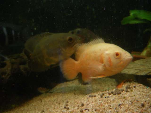 Astronotus Ocellatus - oscar IMGP2033