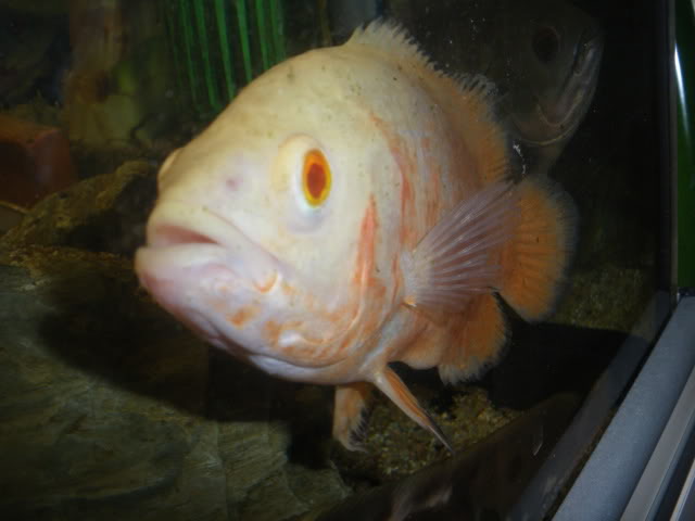 Astronotus Ocellatus - oscar IMGP2049