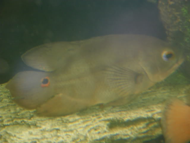 Astronotus Ocellatus - oscar IMGP2058