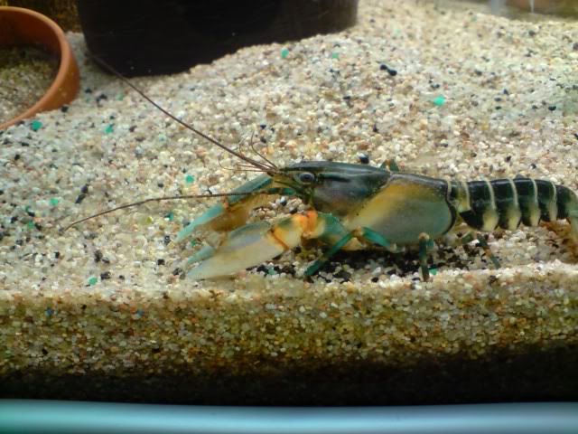 Cherax peknyi P261008_152802