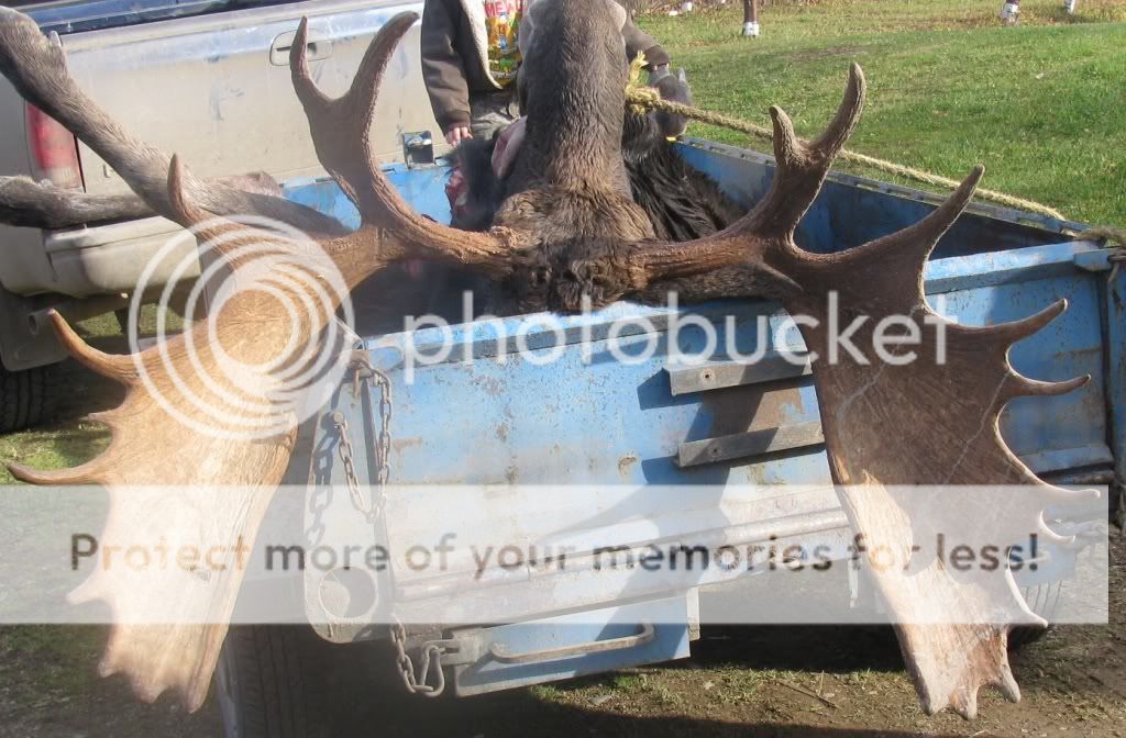 photo arriver Voici photo de nos 2 buck 48 et 61 pouce 61pouce-4