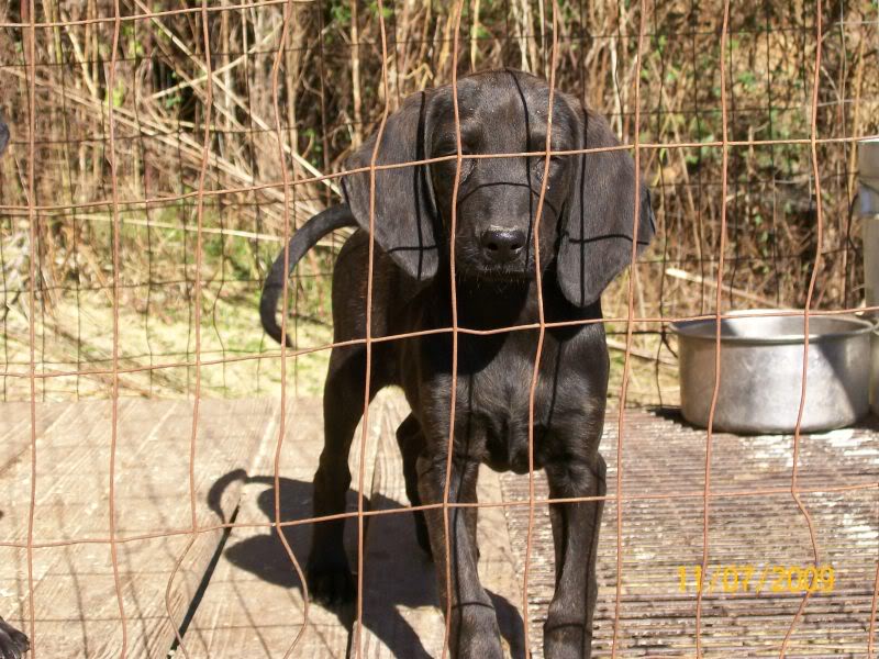 GRCH. GRNTCH. NIMRODS ROCKYTOP ONYX X  HAYZE PUPS due July 20 2009 Bigpups044