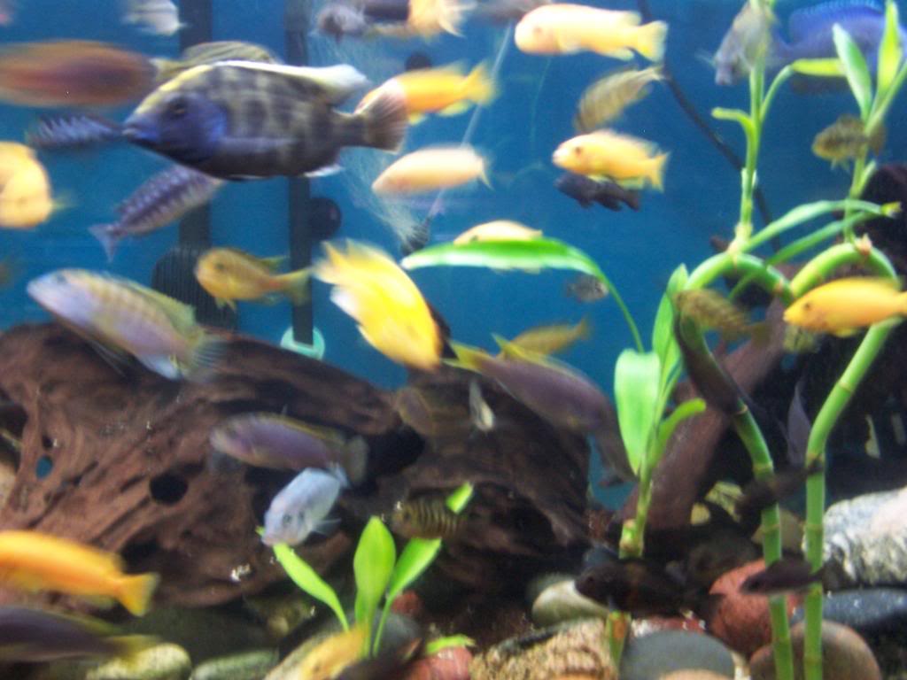 my african cichlid show tank 007-1