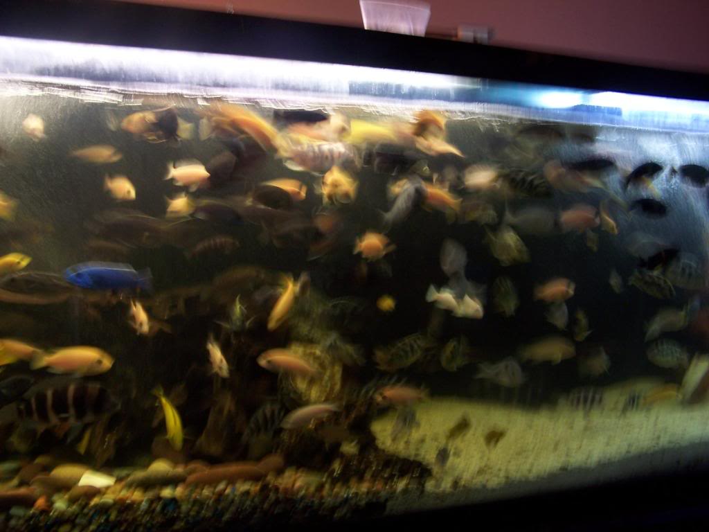 my african cichlid show tank Mycichlids004