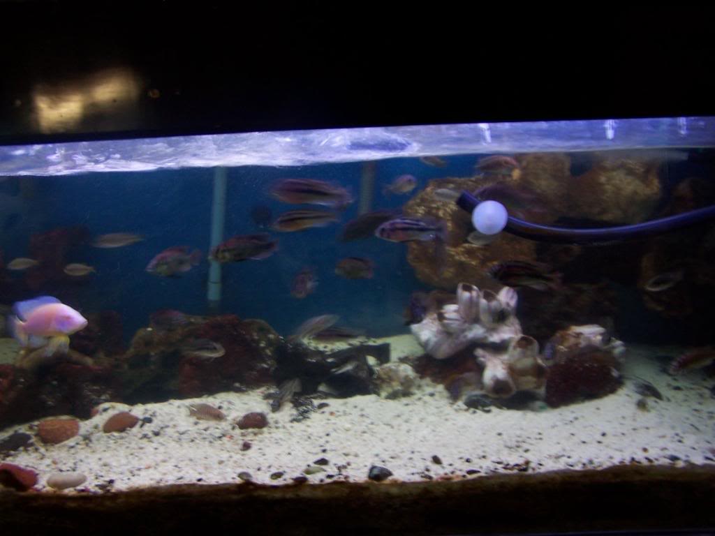 my african cichlid show tank Mycichlids006