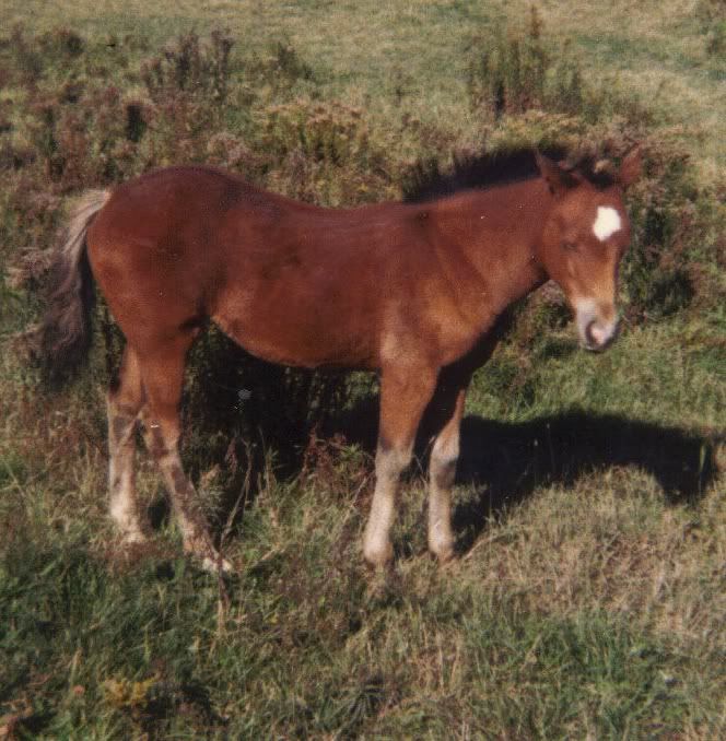 Me and My Girl****Update with foal photos LastScan