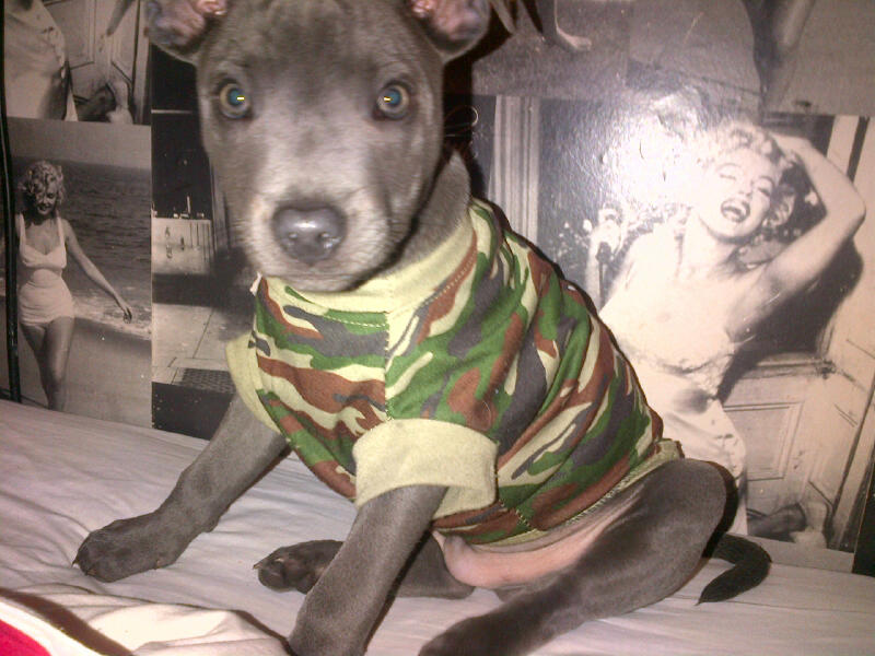 staffie in clothes  - Page 3 IMG-20140316-WA0004_zpsfddly8bg