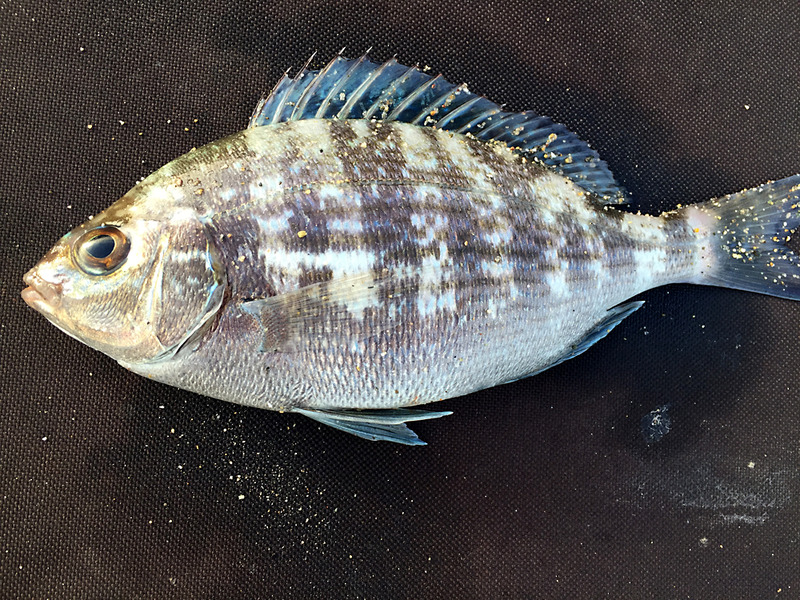 Pwllheli South Beach - 18.06.16 Bream4