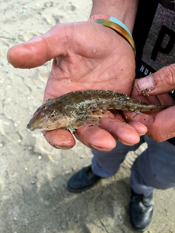 Pwllheli South Beach - 18.06.16 Dragonet