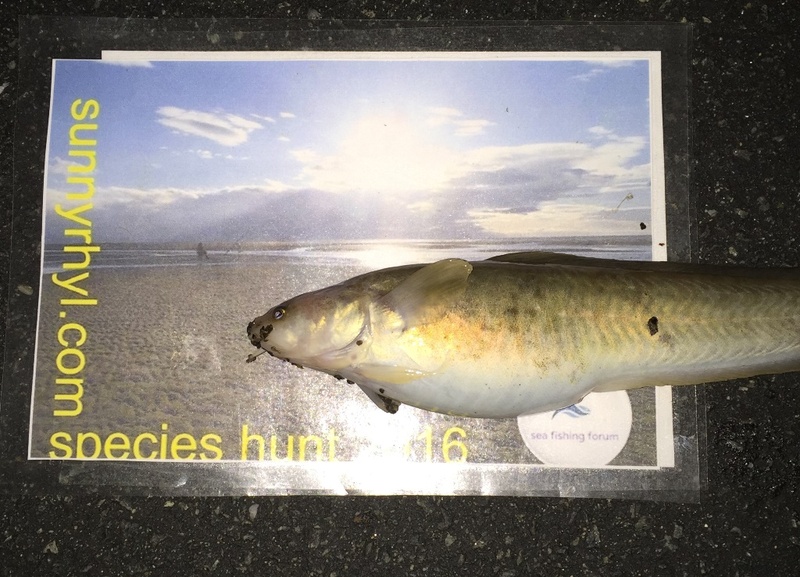 Zippie's 2016 Species Hunt Rhyl