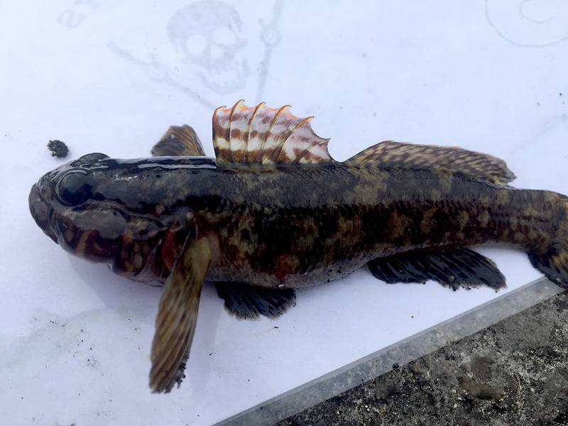 A Couple of trips to Wales ! Rock-goby3