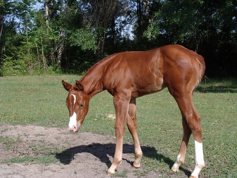 anyone have some possible foal colors they want to know? StewartMay18004