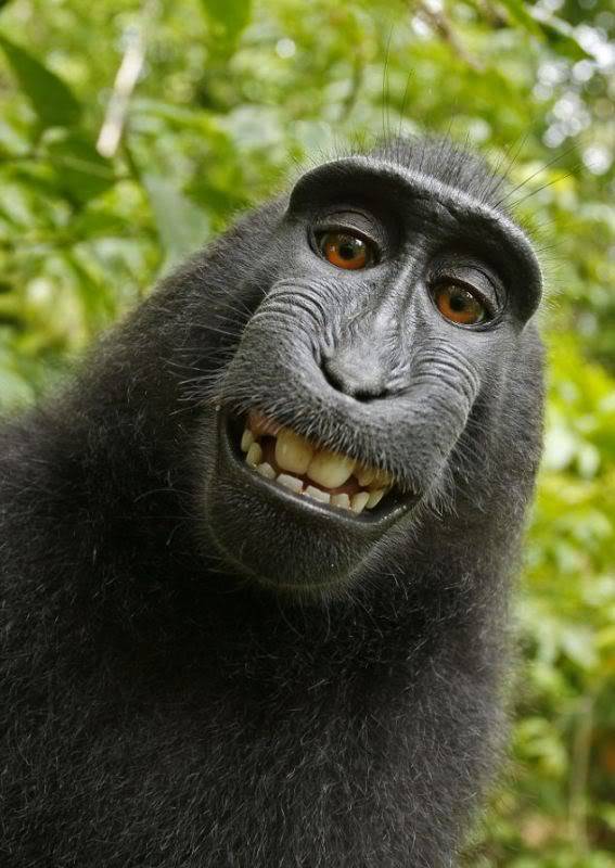 Autorretrato de un simio Mono1