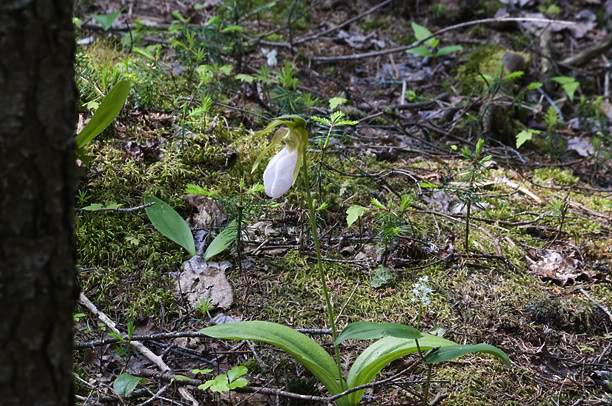 Cypripedium acaule in situ Cypripdiumacauleblancinsitu3web