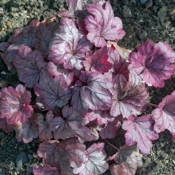 Heuchera Plum Royale HeucheraPlumRoyale2_web