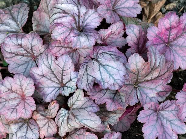 Heuchera Plum Royale HeucheraPlumRoyale_web