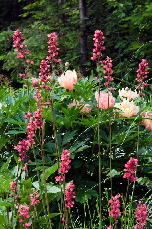 Heuchera Raspberry Regal HeucheraRaspberryRegalPaeoniaLollipop_web