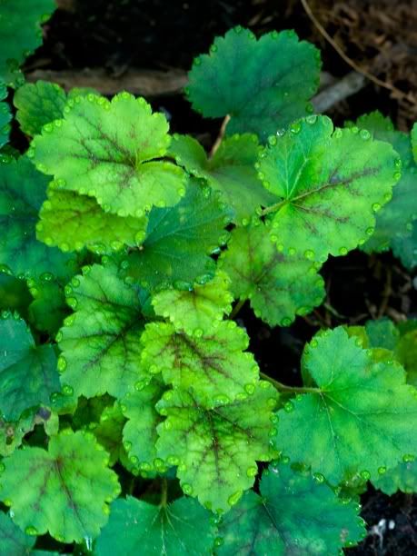 Heucherella Bridget Bloom HeucherellaBridgetBloomweb