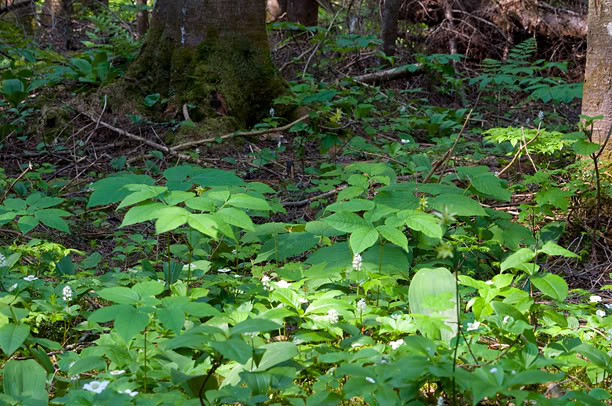 Cypripedium acaule in situ Sousbois