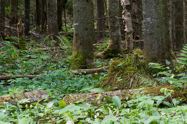 Cypripedium acaule in situ Sousbois2