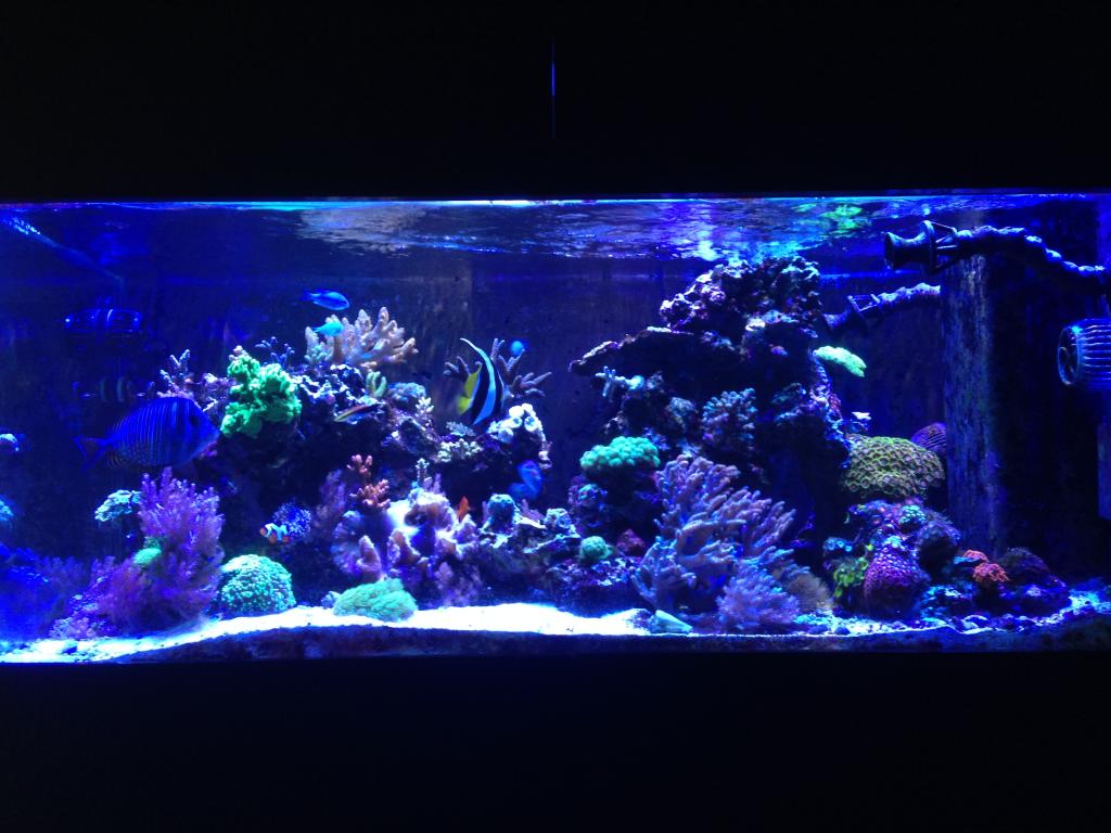 Clownfish14's 90 gallon of sexyness - Page 14 545B329D-7F27-454D-9849-F758880EB391_zps3hy2ingj