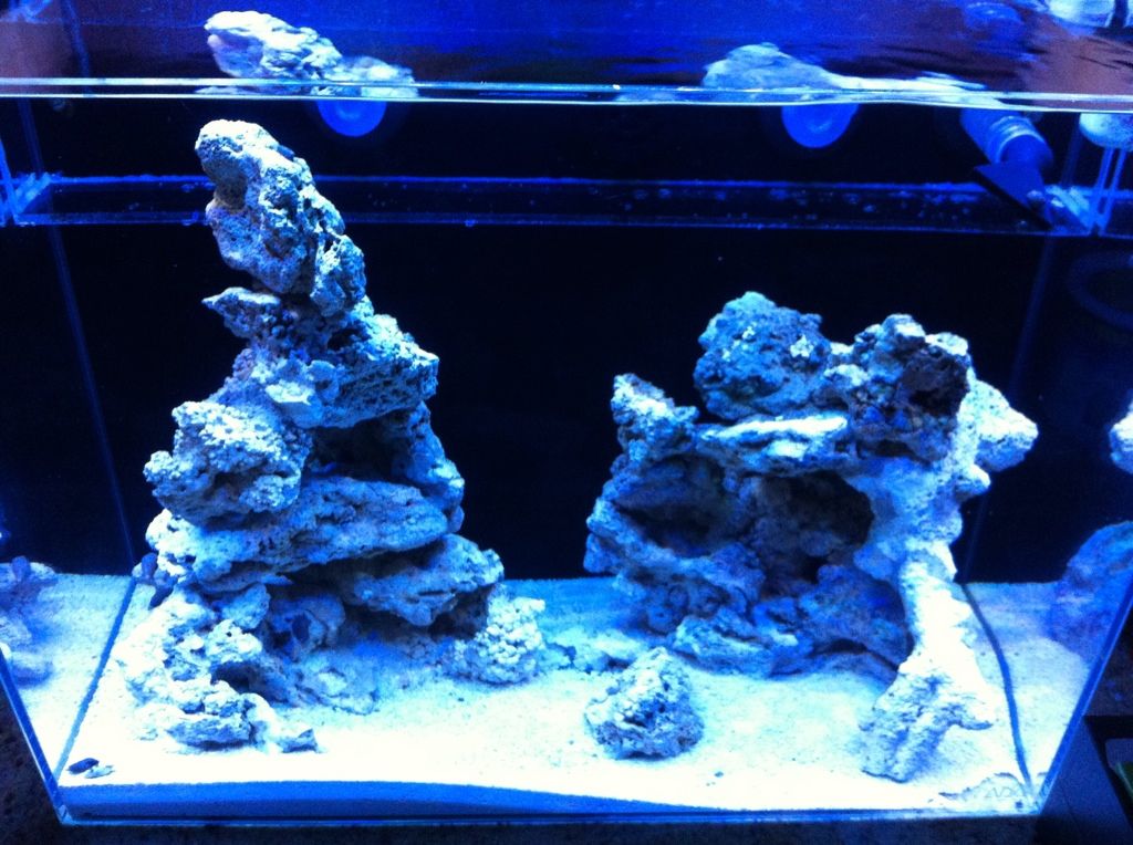 Clownfish14's 90 gallon of sexyness - Page 8 A4A5E8D7-D8A5-4110-9EA9-5DF6355EF78A-1709-000000F40BD2F8EB