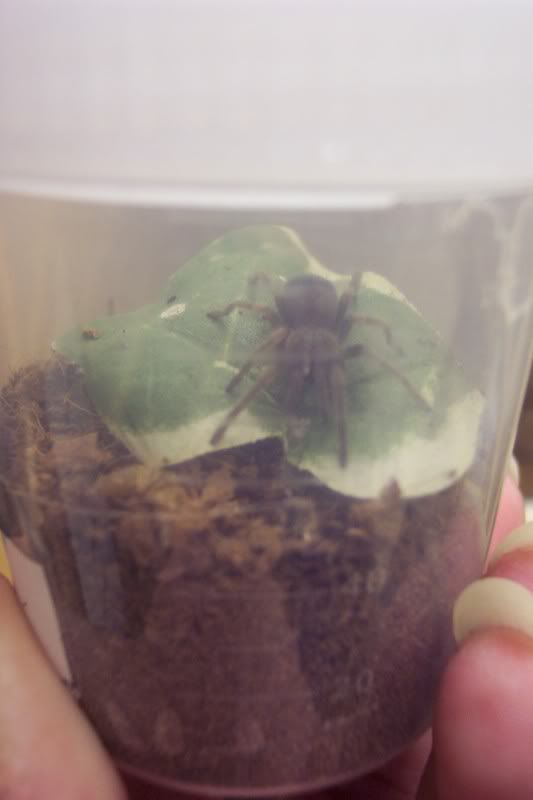 B. Smithi Moult Spiders263