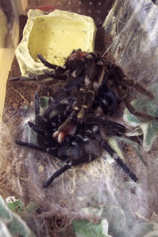 my p.cancerides molted finally Spiders276-1