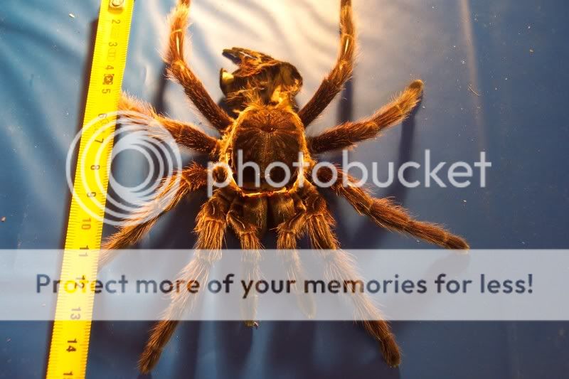 my p.cancerides molted finally Spiders281-1