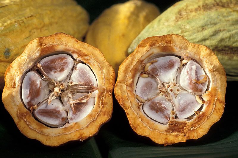 كاكاو  cocoa 800px-Cacao-pod-k4636-14