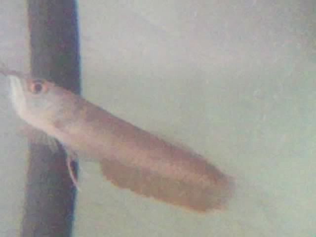 NEW FISH IN MY GROWOUT TANK AROW1