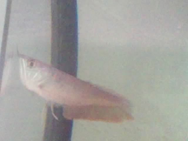 NEW FISH IN MY GROWOUT TANK AROW2