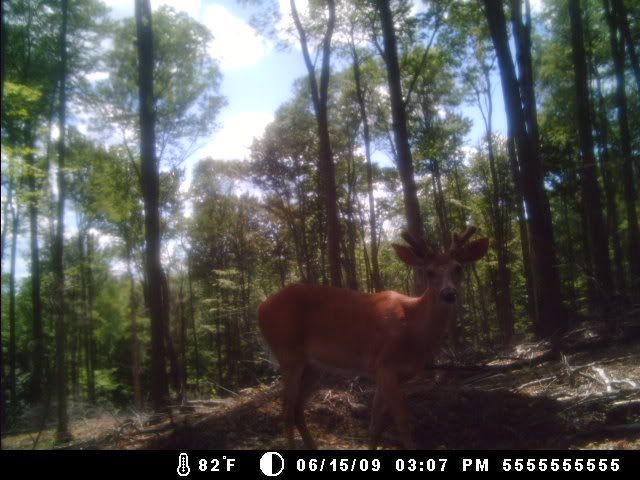 New Trail Cam Picks 615buck