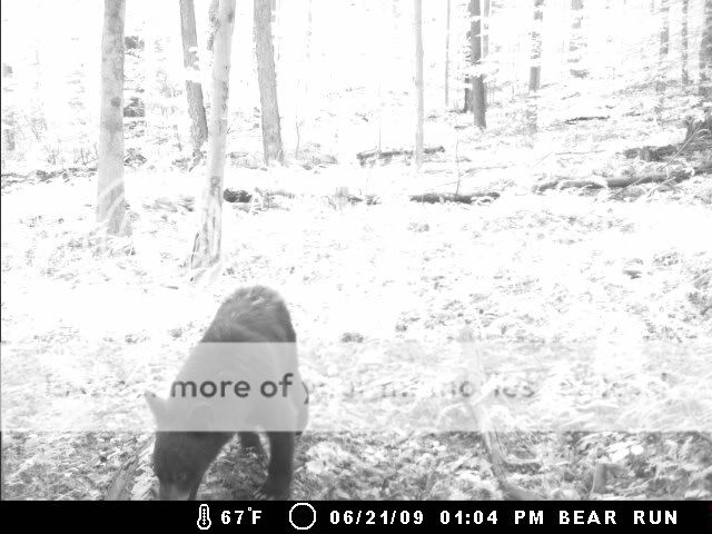 New Trail Cam Picks 621bear3