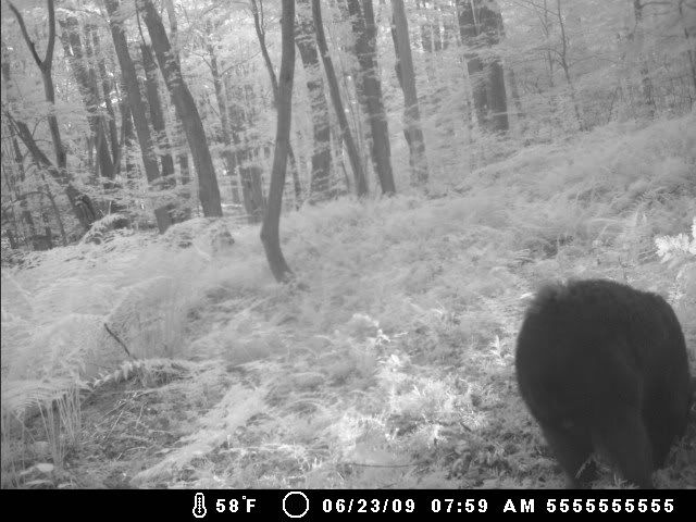 New Trail Cam Picks 623bear