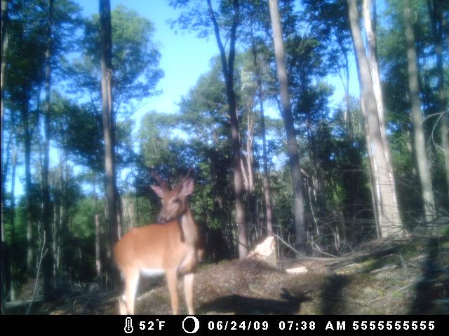 New Trail Cam Picks 624buck