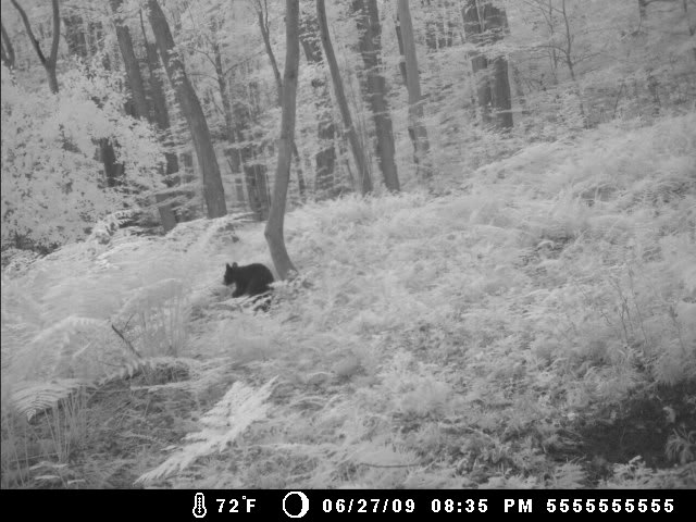 New Trail Cam Picks 627bear