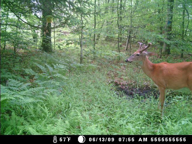 More mineral lick picks MDGC0049