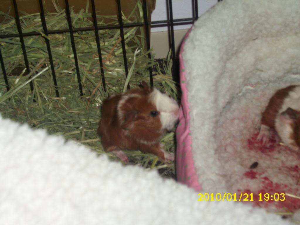 My guinea pigs! **Updated 10/21/11** 036