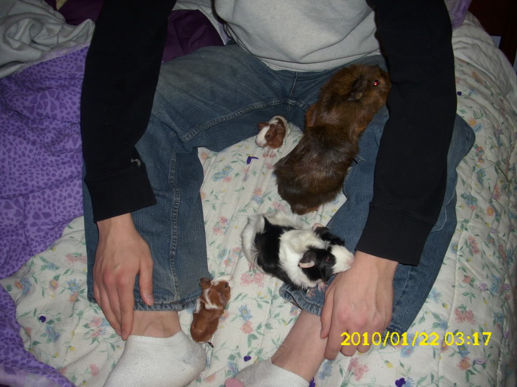 My guinea pigs! **Updated 10/21/11** 047-1