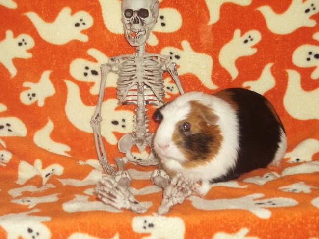My guinea pigs! **Updated 10/21/11** Amy1