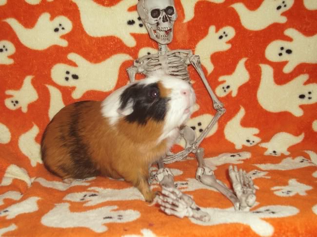 My guinea pigs! **Updated 10/21/11** Amy3-1