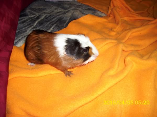 My guinea pigs! **Updated 10/21/11** Amy3
