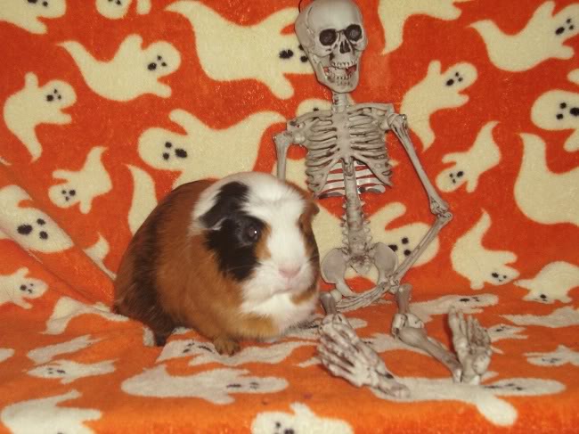 My guinea pigs! **Updated 10/21/11** Amy4-1