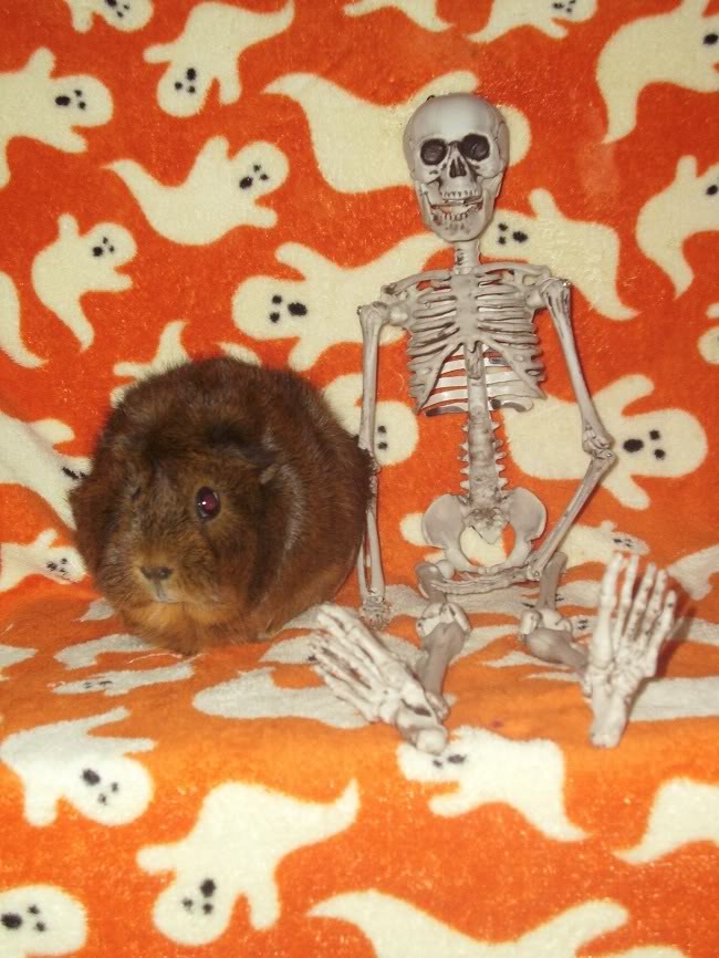 My guinea pigs! **Updated 10/21/11** Bella2