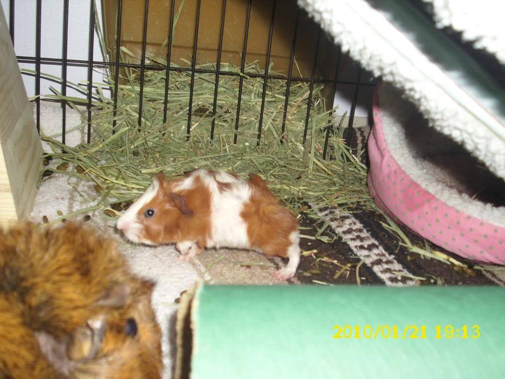 My guinea pigs! **Updated 10/21/11** 038