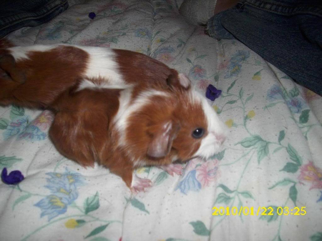 My guinea pigs! **Updated 10/21/11** 059