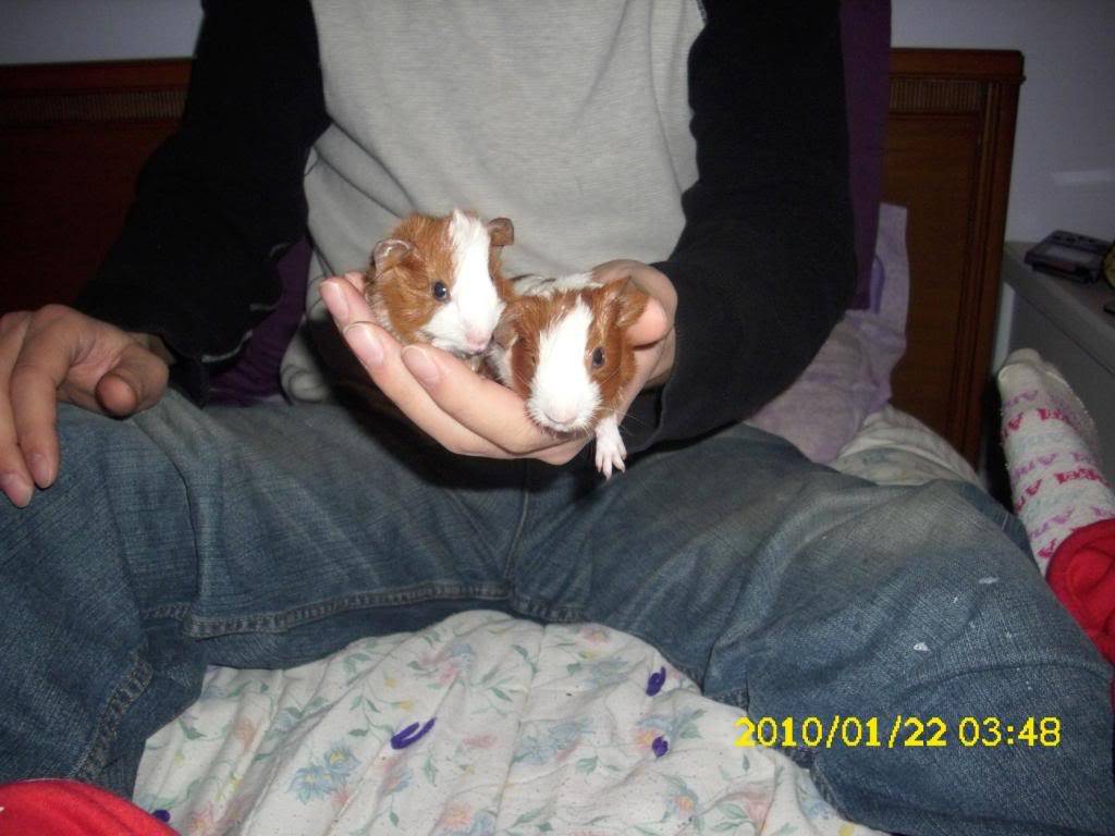 My guinea pigs! **Updated 10/21/11** 065
