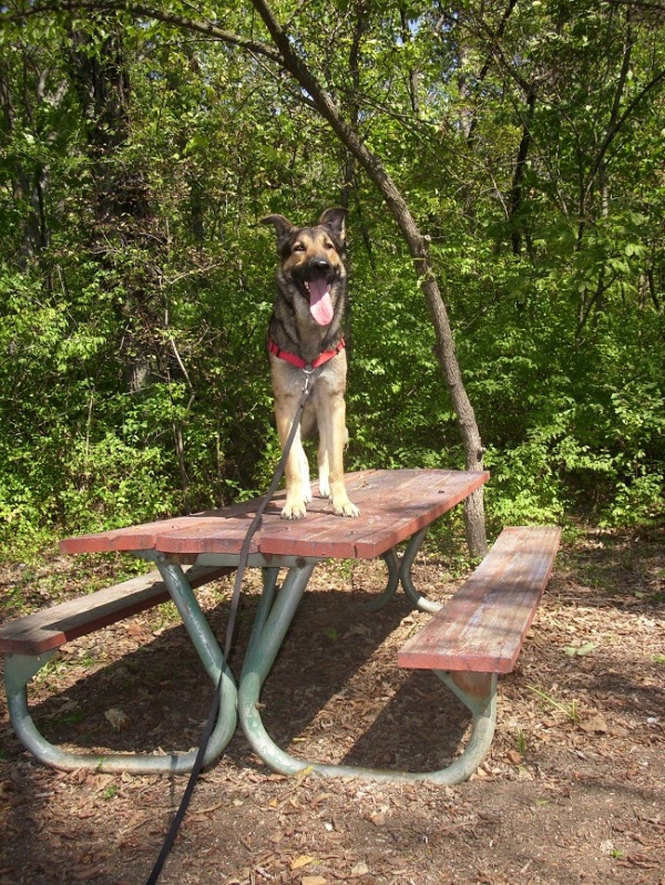 Meet Chief!! (Overload Photos, Non Husky) DSCI0101_zpscfd52bcc